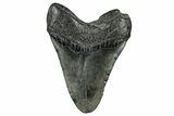 Fossil Megalodon Tooth - South Carolina #326526-2
